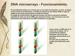 DNA microarrays - Funcionamiento.  El procedimiento básico es el mismo que en los chips de expresión, es decir, se basan en los procesos de hibridación. La diferencia básica es que utilizan DNA en lugar de mRNA ya que aquel está presente en todas las células. El trabajo de secuenciación del genoma humano nos dice la secuencia existente alrededor de cada uno de los SNPs que queremos buscar. Los microarrys usan esa información para determinar los SNPs presentes en el genotipo. Como vemos, el SNP está en el centro de la cadena. Por el procedimiento habitual sabremos cual de los dos genotipos está presente en el paciente. En este caso se utilizan 40 probes para determinar cada SNP. 