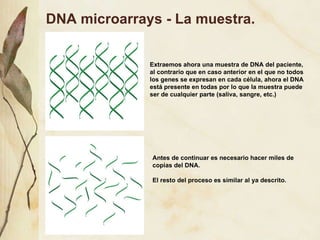 DNA microarrays - La muestra.  Extraemos ahora una muestra de DNA del paciente, al contrario que en caso anterior en el que no todos los genes se expresan en cada célula, ahora el DNA está presente en todas por lo que la muestra puede ser de cualquier parte (saliva, sangre, etc.) Antes de continuar es necesario hacer miles de copias del DNA. El resto del proceso es similar al ya descrito. 