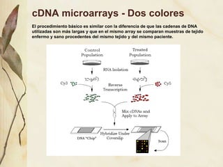 cDNA microarrays - Dos colores El procedimiento básico es similar con la diferencia de que las cadenas de DNA utilizadas son más largas y que en el mismo array se comparan muestras de tejido enfermo y sano procedentes del mismo tejido y del mismo paciente. 