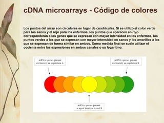 cDNA microarrays - Código de colores Los puntos del array son circulares en lugar de cuadrículas. Si se utilizo el color verde para los sanos y el rojo para los enfermos, los puntos que aparecen en rojo corresponderán a los genes que se expresan con mayor intensidad en los enfermos, los puntos verdes a los que se expresan con mayor intensidad en sanos y los amarillos a los que se expresan de forma similar en ambos. Como medida final se suele utilizar el cociente entre las expresiones en ambos canales o su logaritmo. 