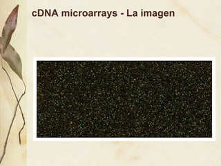 cDNA microarrays - La imagen 