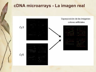 cDNA microarrays - La imagen real 