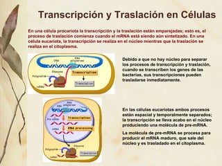 Transcripci ó n y Traslaci ó n en C élulas En una c élula procariota la transcripción y la traslación están emparejadas; esto es, el proceso de traslación comienza cuando el mRNA está siendo aún sintetizado. En una célula eucariota, la transcripción se realiza en el núcleo mientras que la traslación se realiza en el citoplasma.  Debido a que no hay n úcleo para separar los procesos de transcripción y traslación, cuando se transcriben los genes de las bacterias, sus transcripciones pueden trasladarse inmediatamente. En las c élulas eucariotas ambos procesos están espacial y temporalmente separados; la transcripción se lleva acabo en el núcleo produciendo una molécula de pre-mRNA. La molécula de pre-mRNA se procesa para producir el mRNA maduro, que sale del núcleo y es trasladado en el citoplasma. 