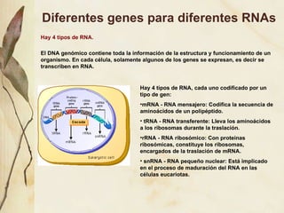 Diferentes genes para diferentes RNAs Hay 4 tipos de RNA. El DNA gen ómico contiene toda la información de la estructura y funcionamiento de un organismo. En cada célula, solamente algunos de los genes se expresan, es decir se transcriben en RNA.  Hay 4 tipos de RNA, cada uno codificado por un tipo de gen: mRNA - RNA mensajero: Codifica la secuencia de amino ácidos de un polipéptido.   tRNA - RNA transferente: Lleva los amino ácidos a los ribosomas durante la traslación.  rRNA - RNA ribos ómico : Con proteinas ribos ómicas, constituye los ribosomas, encargados de la traslación de mRNA.   snRNA - RNA pequeño nuclear: Est á implicado en el proceso de maduración del RNA en las células eucariotas. 