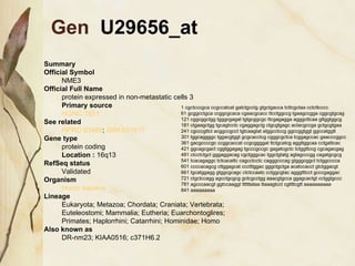 Gen  U29656_at   1 cgctcccgca ccgccatcat gatctgcctg gtgctgacca tcttcgctaa cctcttcccc  61 gcggcctgca ccggcgcaca cgaacgcacc ttcctggccg tgaagccgga cggcgtgcag  121 cggcggctgg tgggcgagat tgtgcggcgc ttcgagagga agggcttcaa gttggtggcg  181 ctgaagctgg tgcagtcctc cgaggagctg ctgcgtgagc actacgccga gctgcgtgaa  241 cgcccgttct acggccgcct tgtcaagtat atggcctccg ggccggtggt ggccatggtt  301 tggcaggggc tggacgtggt gcgcacctcg cgggcgctca tcggagccac gaacccggcc  361 gacgccccgc ccggcaccat ccgcggggat ttctgcatcg aggttggcaa cctgattcac  421 ggcagcgact cggtggagag tgcccgccgc gagatcgctc tctggttccg cgcagacgag  481 ctcctctgct gggaggacag cgctgggcac tggctgtatg agtagcccgg cagatgcgcg  541 tcacagaggc tctcacattc cagcctcctc cagggcccag gtgggcggct tctggcccca  601 ccccacagcg cttggagcat ccctttggac gggctgctga acatccacct gtctggacgt  661 tgcatggagg gtggcgcagc ctctccaatc cctggcgtac agggtttcct gcccgaggac  721 ctgctccagg agcctgcgcg gctcgcctgg aaacgtgcca ggagcactgt cctggtgccc  781 agcccaacgt ggtccaaggt ttttttataa ttaaagtcct cgttttcgtt aaaaaaaaaa  841 aaaaaaaaa  Summary Official Symbol  NME3 Official Full Name  protein expressed in non-metastatic cells 3 Primary source  HGNC:7851   See related  HPRD:03488 ;  MIM:601817   Gene type  protein coding  Location :  16q13 RefSeq status  Validated  Organism  Homo sapiens   Lineage  Eukaryota; Metazoa; Chordata; Craniata; Vertebrata; Euteleostomi; Mammalia; Eutheria; Euarchontoglires; Primates; Haplorrhini; Catarrhini; Hominidae; Homo  Also known as  DR-nm23; KIAA0516; c371H6.2  
