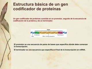 Estructura b ásica de un gen codificador de proteínas Un gen codificador de prote í nas consiste en un promotor, seguido de la secuencia de codificaci ón de la proteína y de un terminador. El promotor es una secuencia de pares de bases que especifica d ónde debe comenzar la transcripción. El terminador es una secuencia que especifica el final de la transcripción en mRNA. 