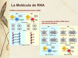 La Mol écula de RNA Los nucle ótidos de  DNA y RNA tienen estructuras similares El RNA es estructuralmente similar al DNA. 