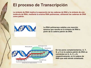 El proceso de Transcripci ón La RNA polimerasa cataliza una reacci ón química que resulta en la síntesis de RNA a partir de la cadena patrón de DNA. La s íntesis de RNA implica la separación de las cadenas de DNA y la síntesis de una molécula de RNA, mediante la enzima RNA polimerasa, utilizando las cadenas de DNA como patrón. En los pares complementarios, A, T, G, y C en la cadena patr ón  de DNA se convierten en U, A, C, y G, respectivamente, en la cadena de RNA que est á siendo sintetizada . 