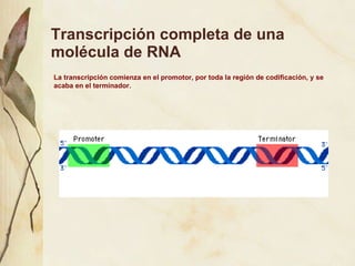 Transcripci ón completa de una molécula de RNA La transcripci ón comienza en el promotor, por toda la región de codificación, y se acaba en el terminador.  