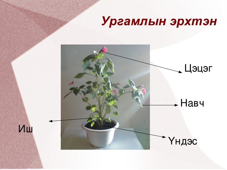 Ургамал ургах орчин