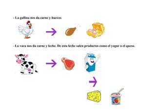 - La gallina nos da carne y huevos
- La vaca nos da carne y leche. De esta leche salen productos como el yogur o el queso.