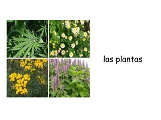 las plantas
 