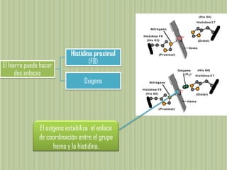 El hierro puede hacer
dos enlaces
Histidina proximal
(F8)
Oxigeno
El oxígeno estabiliza el enlace
de coordinación entre el grupo
hemo y la histidina.