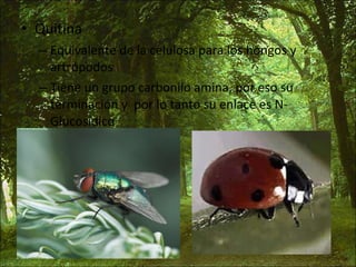 Quitina Equivalente de la celulosa para los hongos y artrópodos Tiene un grupo carbonilo amina, por eso su terminación y  por lo tanto su enlace es N-Glucosídico 