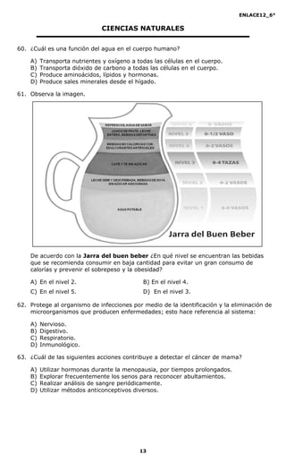 ENLACE12_6°
13
CIENCIAS NATURALES
60. ¿Cuál es una función del agua en el cuerpo humano?
A) Transporta nutrientes y oxígeno a todas las células en el cuerpo.
B) Transporta dióxido de carbono a todas las células en el cuerpo.
C) Produce aminoácidos, lípidos y hormonas.
D) Produce sales minerales desde el hígado.
61. Observa la imagen.
De acuerdo con la Jarra del buen beber ¿En qué nivel se encuentran las bebidas
que se recomienda consumir en baja cantidad para evitar un gran consumo de
calorías y prevenir el sobrepeso y la obesidad?
A) En el nivel 2. B) En el nivel 4.
C) En el nivel 5. D) En el nivel 3.
62. Protege al organismo de infecciones por medio de la identificación y la eliminación de
microorganismos que producen enfermedades; esto hace referencia al sistema:
A) Nervioso.
B) Digestivo.
C) Respiratorio.
D) Inmunológico.
63. ¿Cuál de las siguientes acciones contribuye a detectar el cáncer de mama?
A) Utilizar hormonas durante la menopausia, por tiempos prolongados.
B) Explorar frecuentemente los senos para reconocer abultamientos.
C) Realizar análisis de sangre periódicamente.
D) Utilizar métodos anticonceptivos diversos.
 