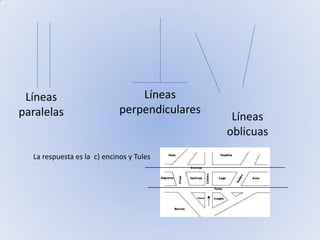 Líneas perpendicularesLíneas   paralelasLíneas oblicuasLa respuesta es la  c) encinos y Tules