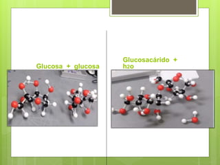 Reactivo
Producto
Glucosa + glucosa
Glucosacárido +
h2o
 