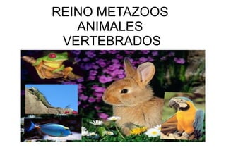 REINO METAZOOS ANIMALES  VERTEBRADOS 