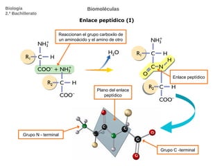 Biomoléculas Enlace peptídico (I) Biología 2.º Bachillerato Reaccionan el grupo carboxilo de un aminoácido y el amino de otro Enlace peptídico Grupo N - terminal Grupo C -terminal Plano del enlace peptídico 