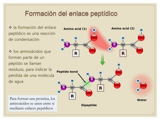 Formación del enlace peptídico
 la formación del enlace
peptídico es una reacción
de condensación
 los aminoácidos que
forman parte de un
péptido se llaman
residuos, para indicar la
pérdida de una molécula
de agua
1
Para formar una proteína, los
aminoácidos se unen entre sí
mediante enlaces peptídicos
 