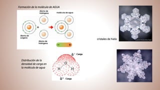 Formación de la molécula de AGUA
Distribución de la
densidad de carga en
la molécula de agua
cristales de hielo
 