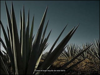 con el color del sol por todo el cuerpo, así se lleva México en la piel. Como el buen tequila de esta tierra Plantíos de agave azul, Jalisco 