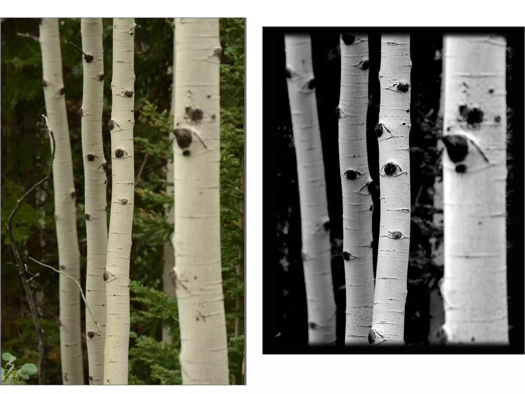 Dodging and Burning
• Most pictures will require SOME
tweaking with the printing…called
custom printing…or dodging and
burning.

 