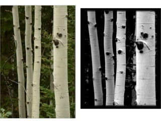 Dodging and Burning
• Most pictures will require SOME
tweaking with the printing…called
custom printing…or dodging and
burning.

 