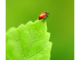 Aperture Video
• Small number
= Large
Opening =
shallow Depth
Of Field
• Large # =
Small Opening
= Deep Depth
of Field

 