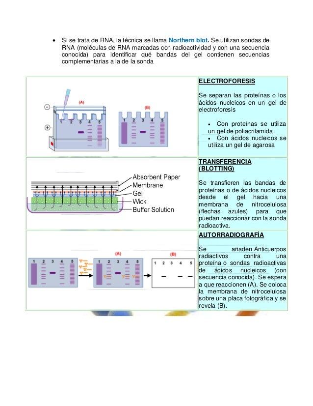 southern blot