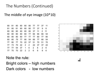 The Numbers (Continued)
The middle of eye image (10*10)
80 81 80 80 80 80 77 77 37 11
81 80 81 80 80 80 77 37 9 6
80 80 80 80 80 80 37 11 2 11
80 80 80 80 80 77 66 66 66 54
80 80 80 80 77 77 77 80 77 80
80 80 79 77 66 54 66 77 66 54
77 80 77 70 22 57 51 70 51 70
77 73 70 22 2 2 22 37 37 22
77 77 54 37 1 6 2 8 2 6
77 70 70 22 2 2 6 8 8 6
Note the rule:
Bright colors – high numbers
Dark colors - low numbers
 