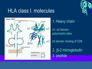 HLA class I. molecules
1. Heavy chain
α1, α2 domain:
polymorphic sites
α3 domain: binding of CD8
2. β-2 microglobulin
3. peptide
 