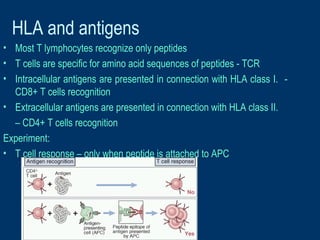 HLA and antigens
• Most T lymphocytes recognize only peptides
• T cells are specific for amino acid sequences of peptides - TCR
• Intracellular antigens are presented in connection with HLA class I. -
CD8+ T cells recognition
• Extracellular antigens are presented in connection with HLA class II.
– CD4+ T cells recognition
Experiment:
• T cell response – only when peptide is attached to APC
 