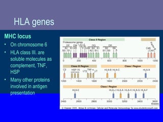 HLA genes
MHC locus
• On chromosome 6
• HLA class III. are
soluble molecules as
complement, TNF,
HSP
• Many other proteins
involved in antigen
presentation
 