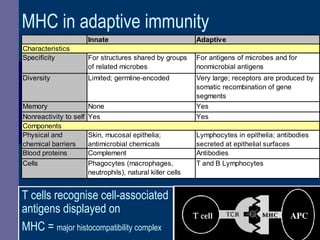 MHC in adaptive immunity
Innate Adaptive
Specificity For structures shared by groups
of related microbes
For antigens of microbes and for
nonmicrobial antigens
Diversity Limited; germline-encoded Very large; receptors are produced by
somatic recombination of gene
segments
Memory None Yes
Nonreactivity to self Yes Yes
Physical and
chemical barriers
Skin, mucosal epithelia;
antimicrobial chemicals
Lymphocytes in epithelia; antibodies
secreted at epithelial surfaces
Blood proteins Complement Antibodies
Cells Phagocytes (macrophages,
neutrophils), natural killer cells
T and B Lymphocytes
Characteristics
Components
T cells recognise cell-associated
antigens displayed on
MHC = major histocompatibility complex
 