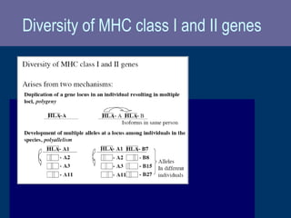 Diversity of MHC class I and II genes
 