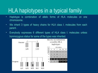 HLA haplotypes in a typical family
• Haplotype is combination of allelic forms of HLA molecules on one
chromosome.
• We inherit 3 types of heavy chains for HLA class I. molecules from each
parent .
• Everybody expresses 6 different types of HLA class I. molecules unless
honmozygous status for some of the types was inherited.
 