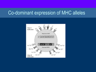 Co-dominant expression of MHC alleles
 