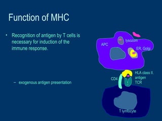 Function of MHC
• Recognition of antigen by T cells is
necessary for induction of the
immune response.
– exogenous antigen presentation
HLA class II.
antigen
TCR
CD4
T lymfocyte
APC
lysozom
ER, Golgi
 