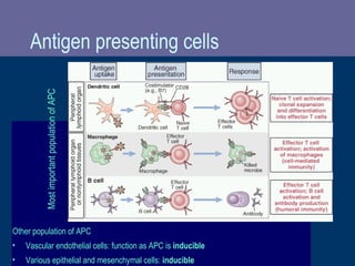 Antigen presenting cells
Other population of APC
• Vascular endothelial cells: function as APC is inducible
• Various epithelial and mesenchymal cells: inducible
MostimportantpopulationofAPC
 