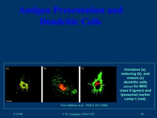 5/16/06 J. R. Lingappa, Pabio 552 30
Antigen Presentation and
Dendritic Cells
From Mellman et al., TICB 8: 231 (1998)
Immature (a),
maturing (b), and
mature (c)
dendritic cells
stained for MHC
class II (green) and
lysosomal marker
Lamp-1 (red).
 