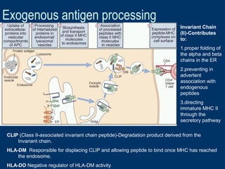 Exogenous antigen processing
CLIP (Class II-associated invariant chain peptide)-Degradation product derived from the
Invariant chain.
HLA-DM Responsible for displacing CLIP and allowing peptide to bind once MHC has reached
the endosome.
HLA-DO Negative regulator of HLA-DM activity
Invariant Chain
(Ii)-Contributes
to:
1.proper folding of
the alpha and beta
chains in the ER
2.preventing in
advertent
association with
endogenous
peptides
3.directing
immature MHC II
through the
secretory pathway
 