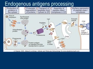Endogenous antigens processing
 