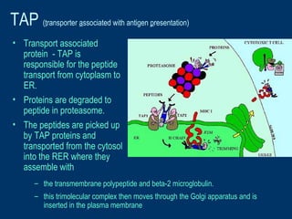 TAP (transporter associated with antigen presentation)
• Transport associated
protein - TAP is
responsible for the peptide
transport from cytoplasm to
ER.
• Proteins are degraded to
peptide in proteasome.
• The peptides are picked up
by TAP proteins and
transported from the cytosol
into the RER where they
assemble with
– the transmembrane polypeptide and beta-2 microglobulin.
– this trimolecular complex then moves through the Golgi apparatus and is
inserted in the plasma membrane
 
