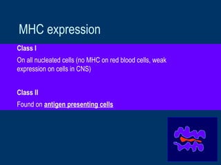 MHC expression
Class I
On all nucleated cells (no MHC on red blood cells, weak
expression on cells in CNS)
Class II
Found on antigen presenting cells
 