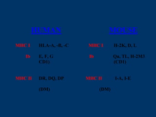 HUMAN MOUSE
MHC I HLA-A, -B, -C MHC I H-2K, D, L
Ib E, F, G Ib Qa, TL, H-2M3
CD1) (CD1)
MHC II DR, DQ, DP MHC II I-A, I-E
(DM) (DM)
 