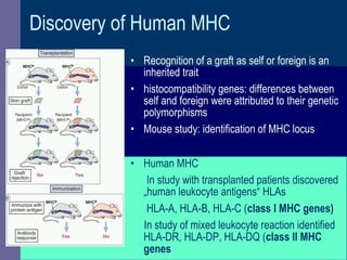 Discovery of Human MHC
• Recognition of a graft as self or foreign is an
inherited trait
• histocompatibility genes: differences between
self and foreign were attributed to their genetic
polymorphisms
• Mouse study: identification of MHC locus
• Human MHC
In study with transplanted patients discovered
„human leukocyte antigens“ HLAs
HLA-A, HLA-B, HLA-C (class I MHC genes)
In study of mixed leukocyte reaction identified
HLA-DR, HLA-DP, HLA-DQ (class II MHC
genes
 