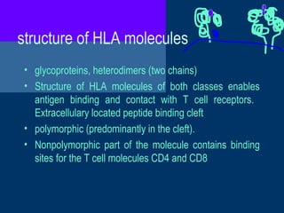 structure of HLA molecules
• glycoproteins, heterodimers (two chains)
• Structure of HLA molecules of both classes enables
antigen binding and contact with T cell receptors.
Extracellulary located peptide binding cleft
• polymorphic (predominantly in the cleft).
• Nonpolymorphic part of the molecule contains binding
sites for the T cell molecules CD4 and CD8
 