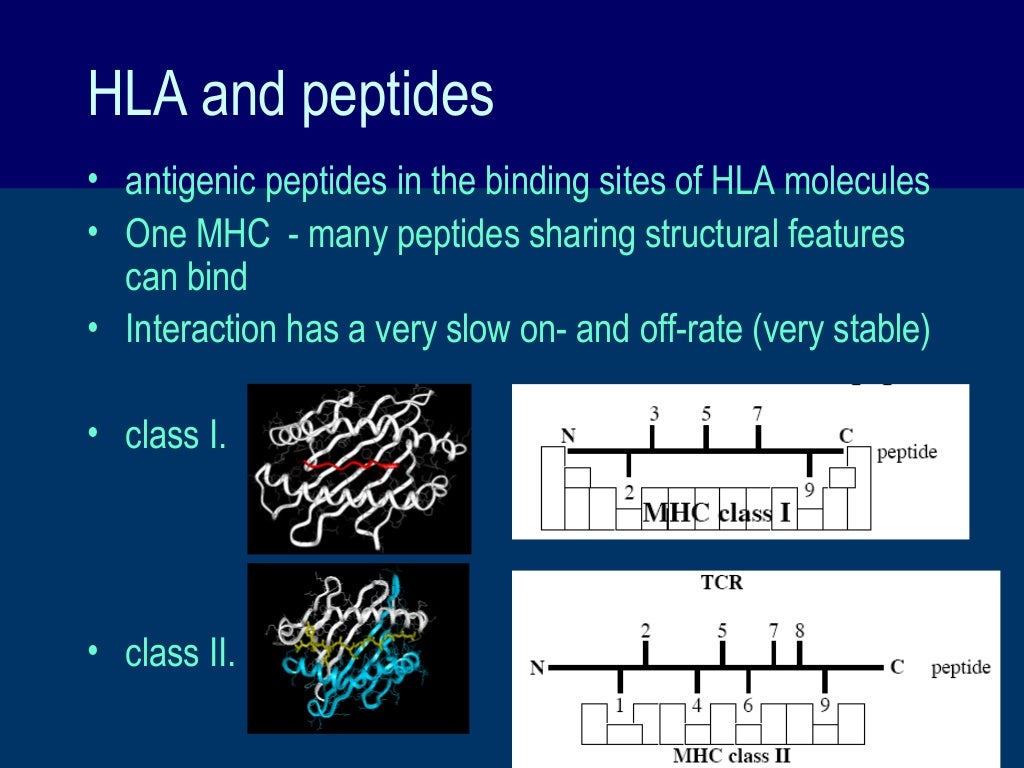 HLA and antigen presentation