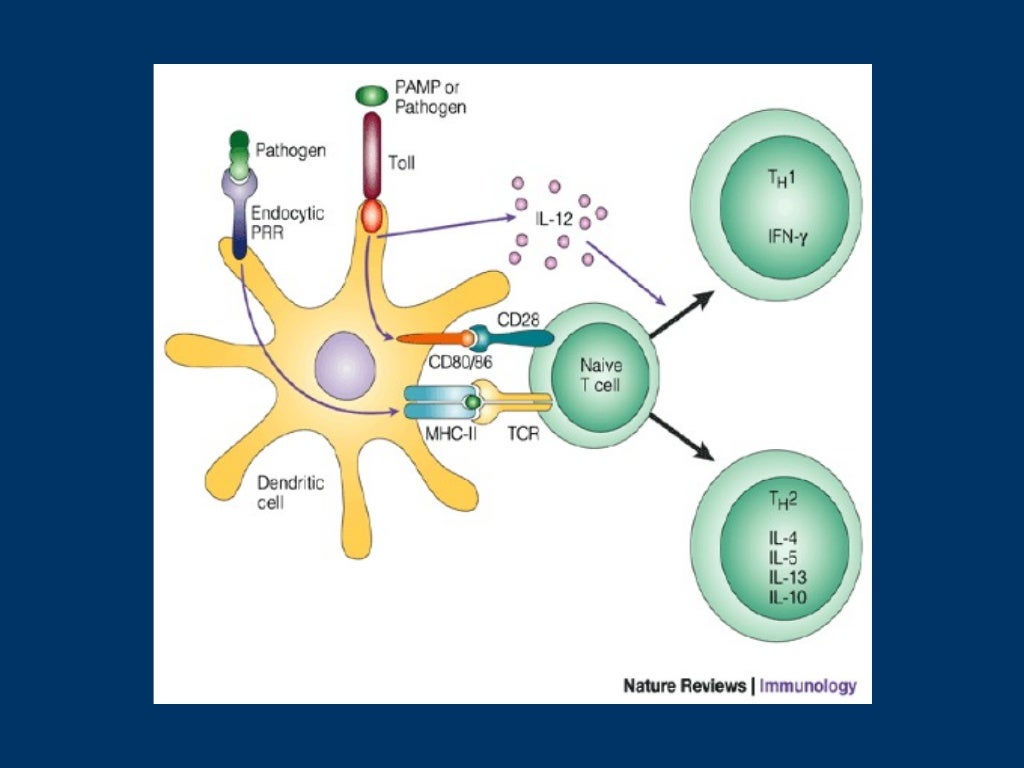 HLA and antigen presentation
